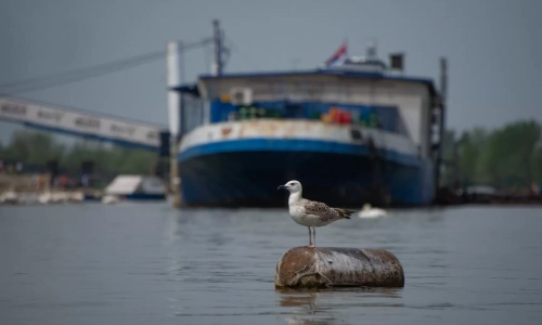 Veliko Ratno Ostrvo Kajak52